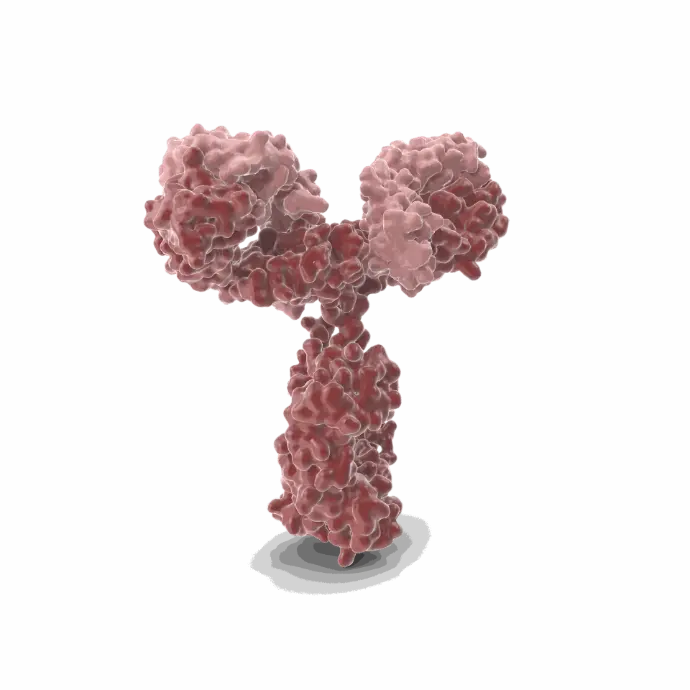 Gentaur Rat (11.23.22r) Mab-1 Monoclonal Antibody